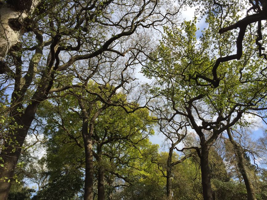 A view from below of several tall deciduous trees with twisting, gnarled branches reaching towards the sky. The trees have varying shades of green leaves, some fresh and bright, others more mature. Th