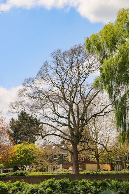 A view from below of several tall deciduous trees with twisting, gnarled branches reaching towards the sky. The trees have varying shades of green leaves, some fresh and bright, others more mature. Th