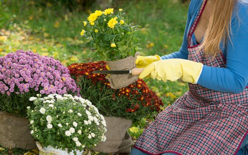 Urban garden in Neasden with a variety of plants and vegetables